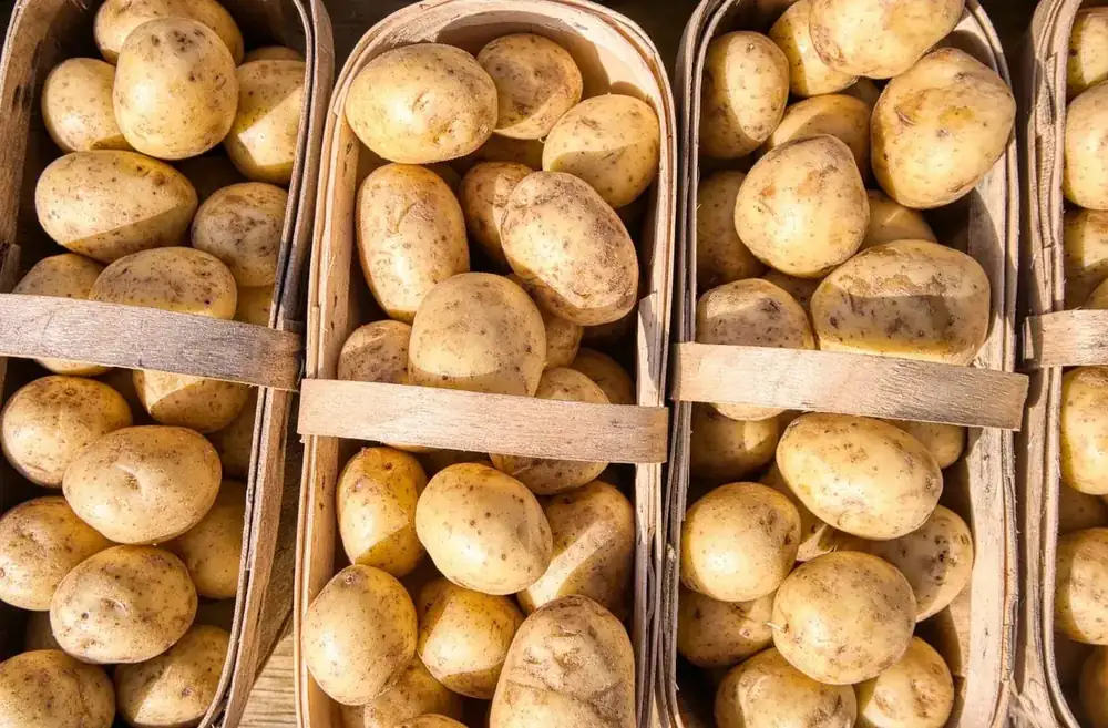 interets de la pomme de terre pour les sportifs