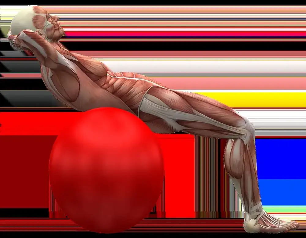 Comprendre les muscles