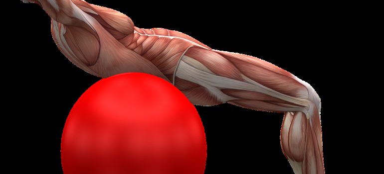 Comprendre les muscles